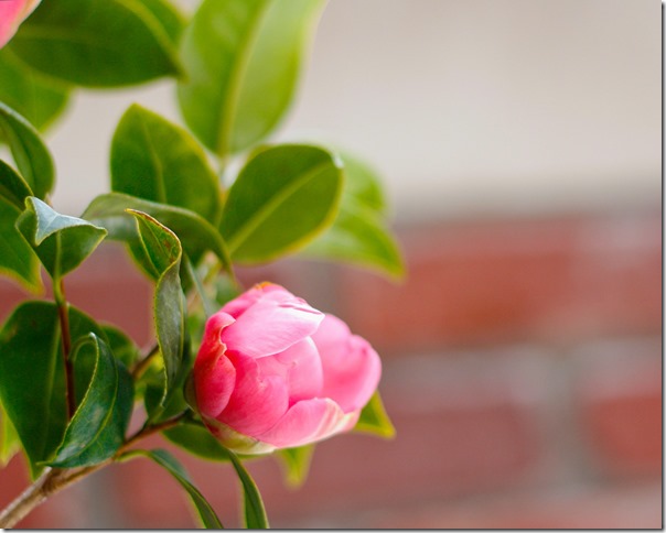 camellia 2012 web