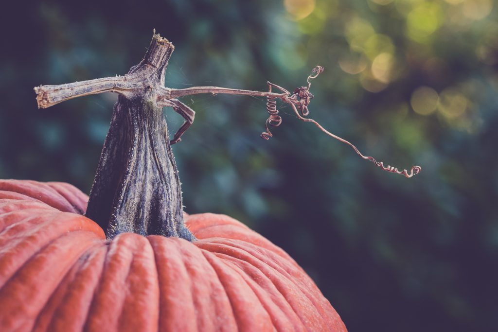 it's all about the pumpkin stems