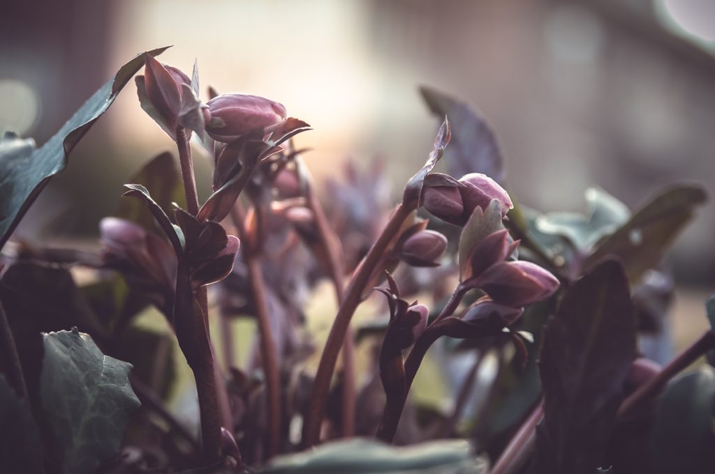 For the Love of Hellebores