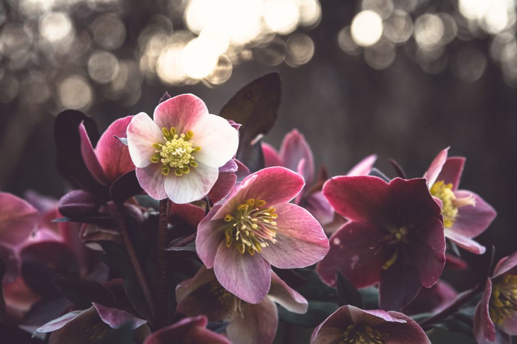 For the Love of Hellebores