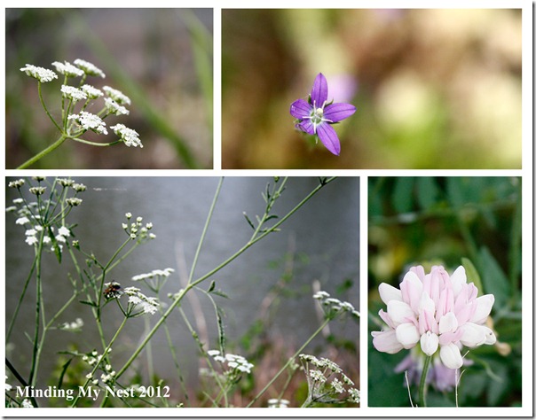 wildflower collage copy