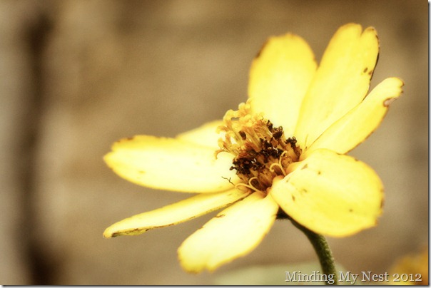 yellow zinnia soft copy