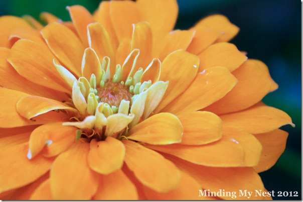 golden-yellow-zinnia-croppe