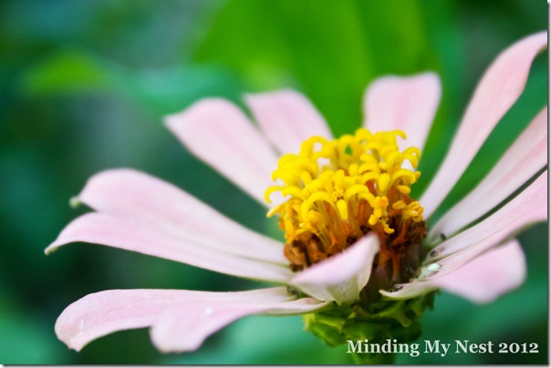 light-pink-zinnia-web