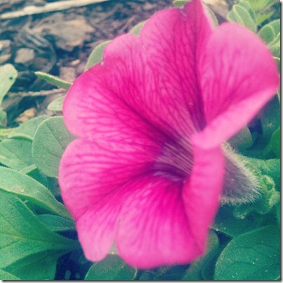 petunia 04212012