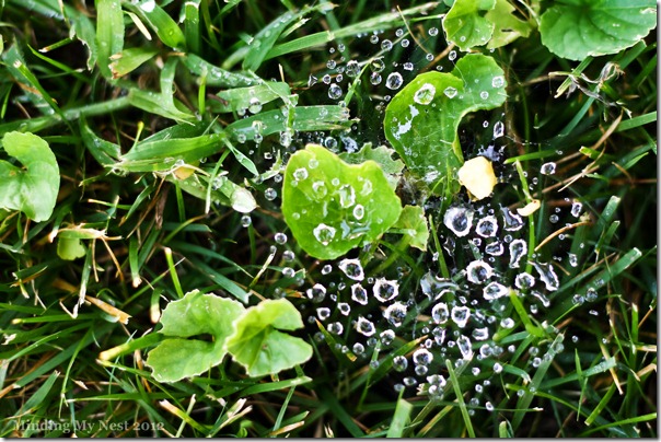 diamonds-in-the-grassweb