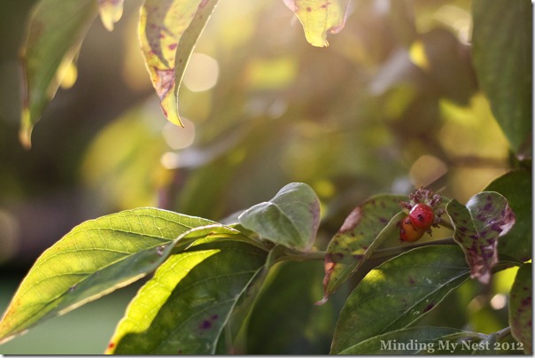 dogwood-berriesweb