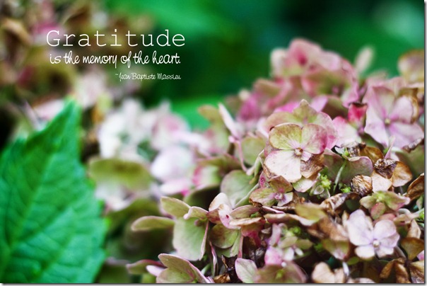 gratitudeweb