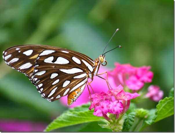 butterfly-5x7-canvasweb