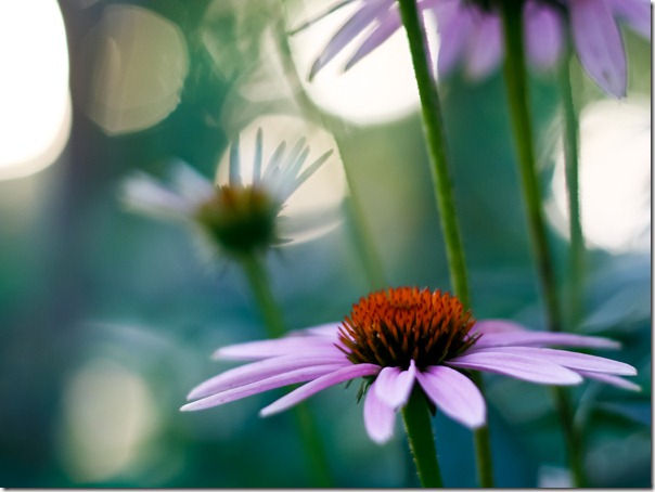 coneflower_8x6