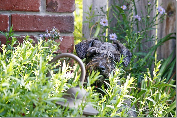 daisy in the daisiesweb