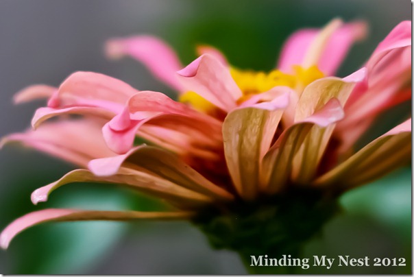 pink-zinnia-crop-web