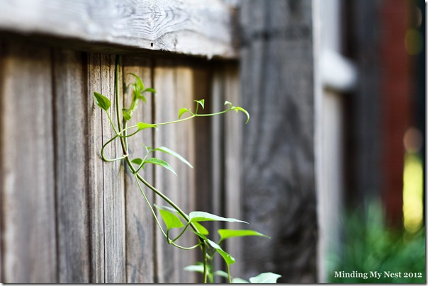 wood-fence