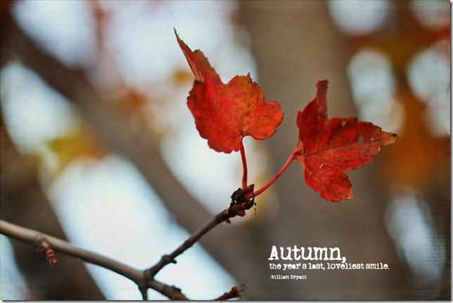 autumn's-smileweb