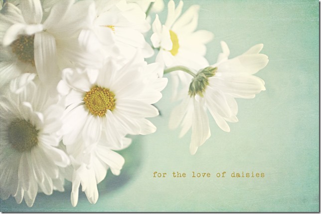 for the love of daisies web