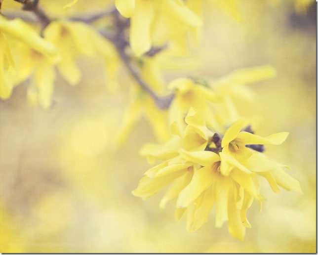 forsythiaweb