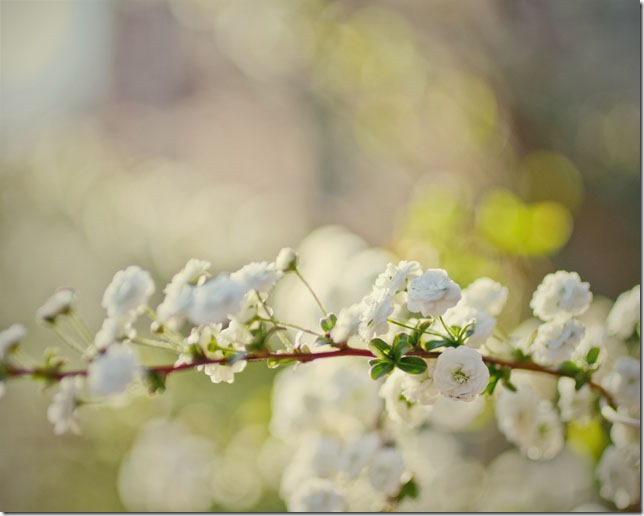 teeny white blossomsweb