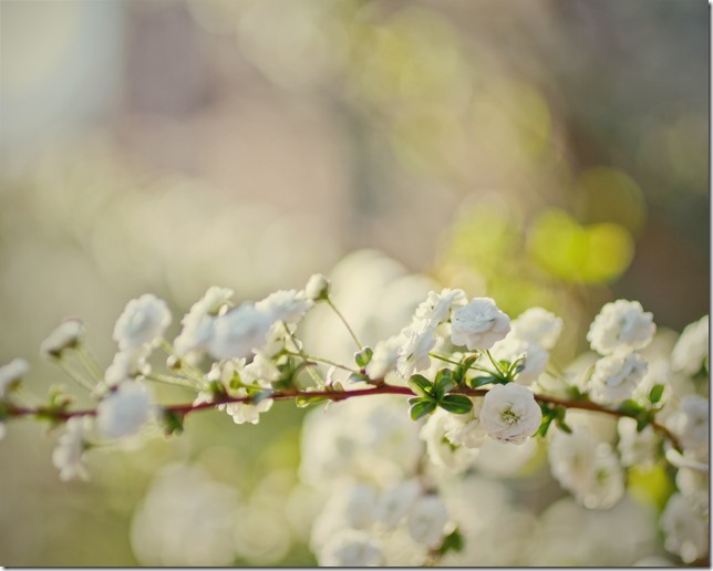teeny white blossomsweb