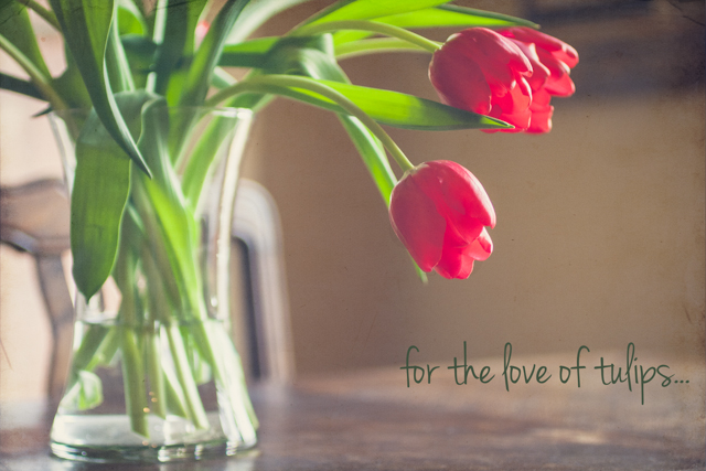 for the love of tulips