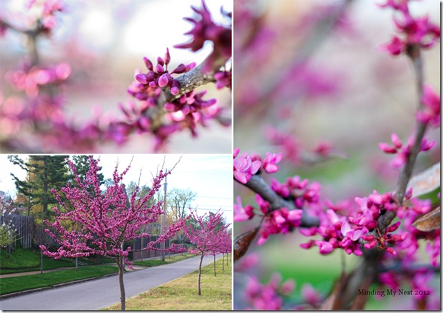 redbuds