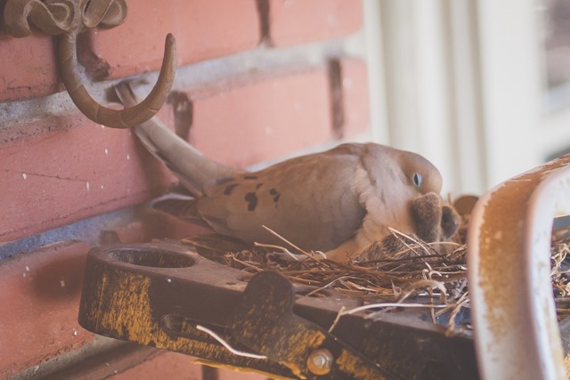 spring’s newest arrivals ~ mourning dove babies