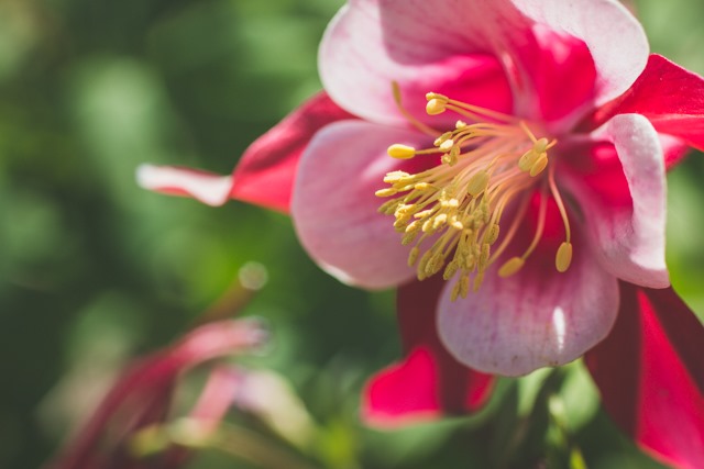 everything you ever wanted to know about my columbine but were afraid to ask