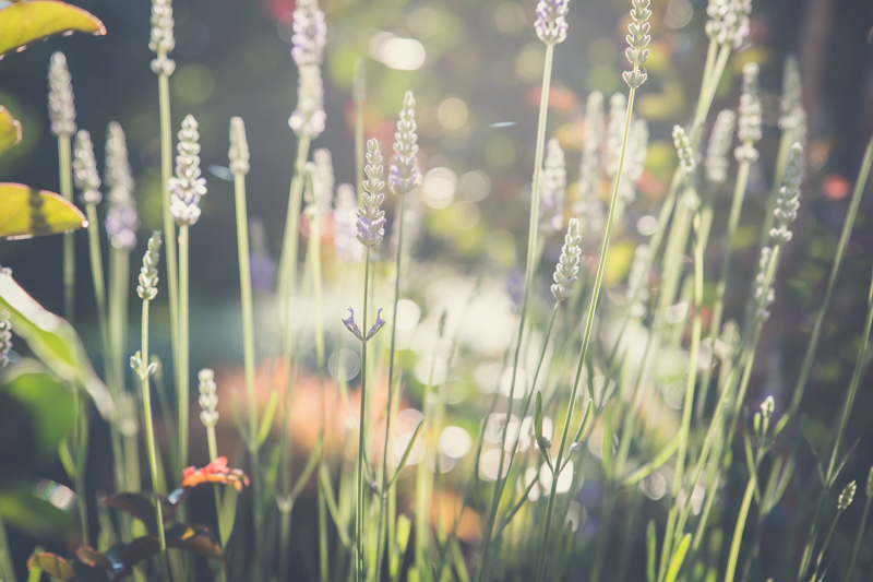 lavender mornings