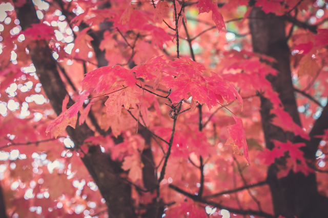 fall foliage report