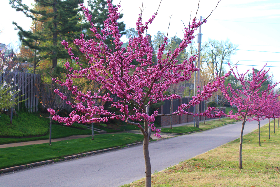 redbuds revisited