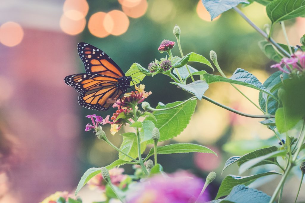 a monarch in my own backyard