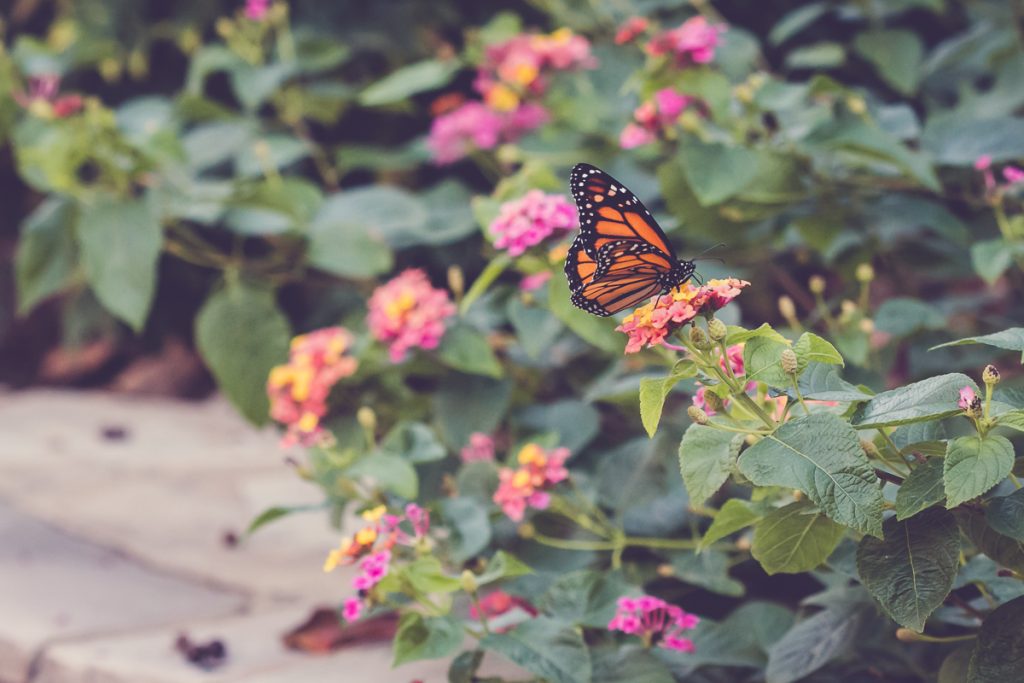 a monarch in my own backyard