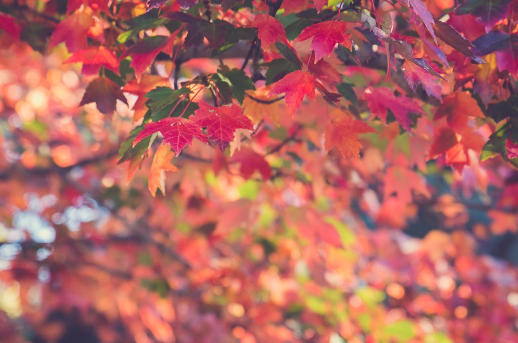 the prettiest tree in the neighborhood