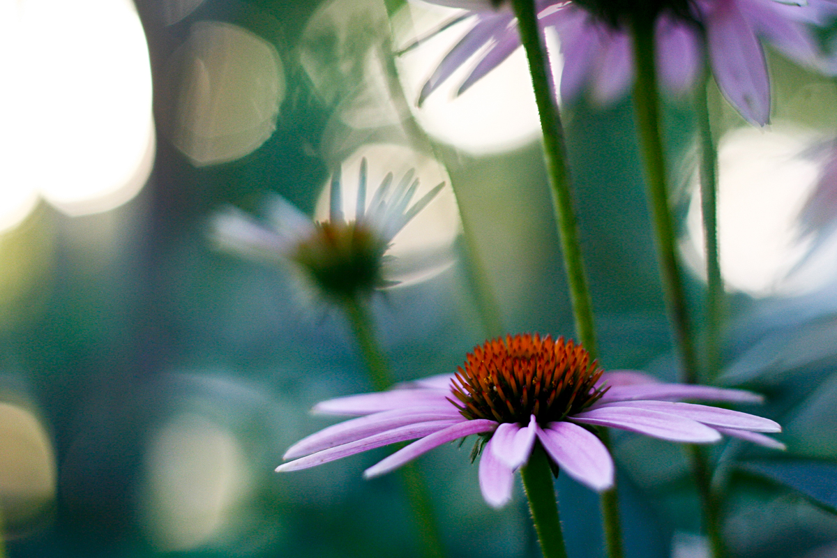 coneflowers revisited