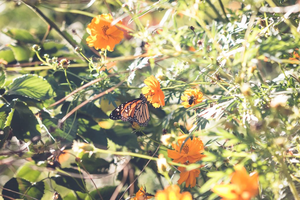 Monarch Butterfly