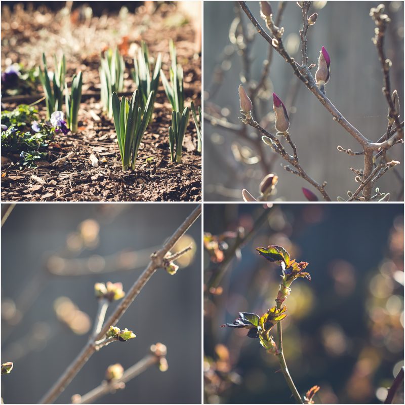 Signs of Spring