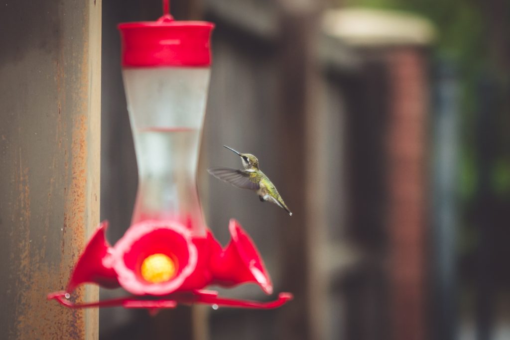 Summer Magic::Hummingbirds