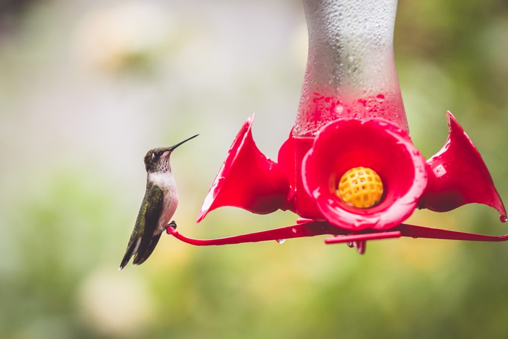 Summer Magic::Hummingbirds