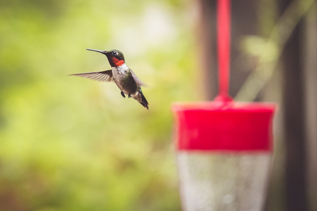 Summer Magic::Hummingbirds