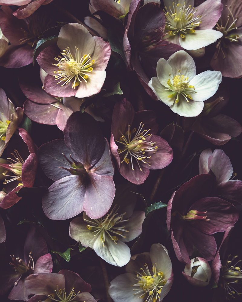 For the Love of Hellebores