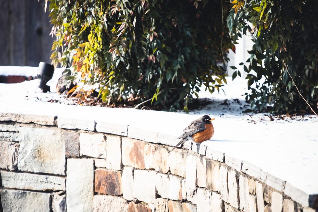 Robins in the Neighborhood