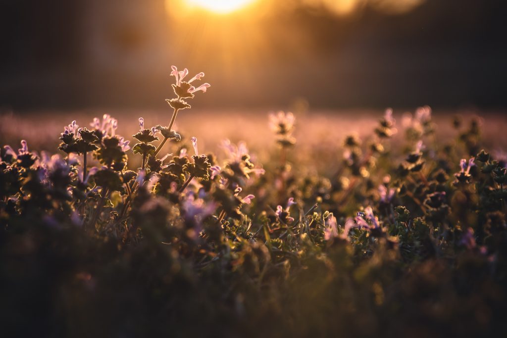 Wildflower Super Bloom, Oklahoma Style minding my nest