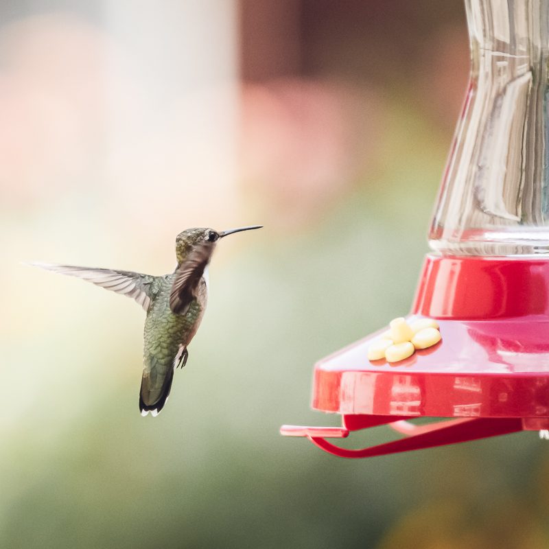 The Hummingbirds Have Landed