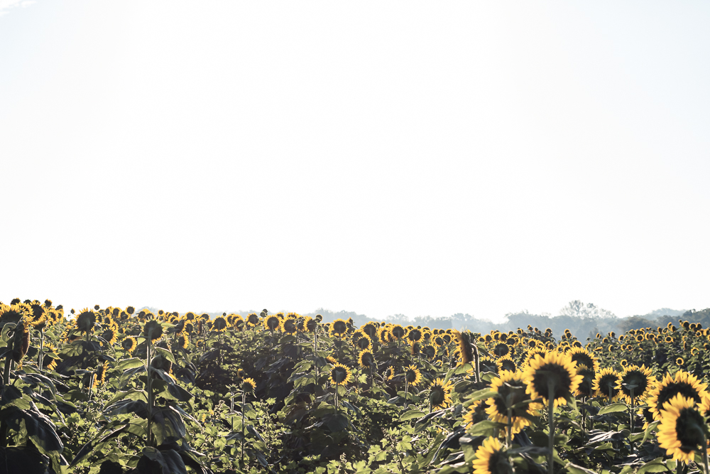 Grinter Sunflower Farm