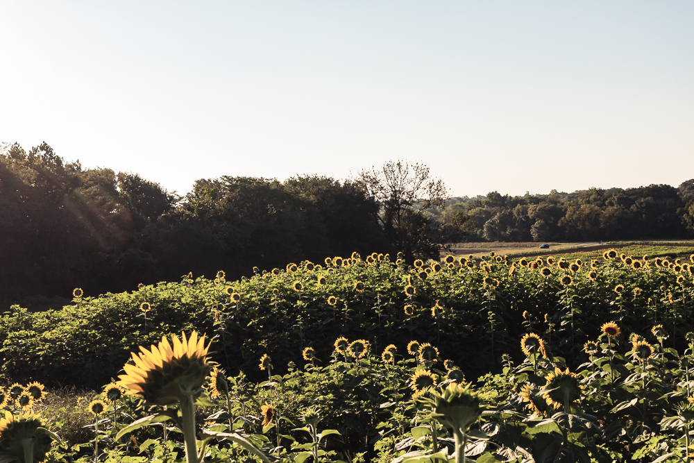 Grinter Sunflower Farm