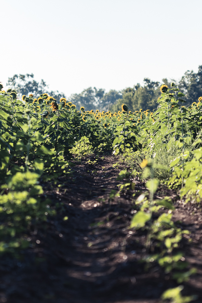 Grinter Sunflower Farm