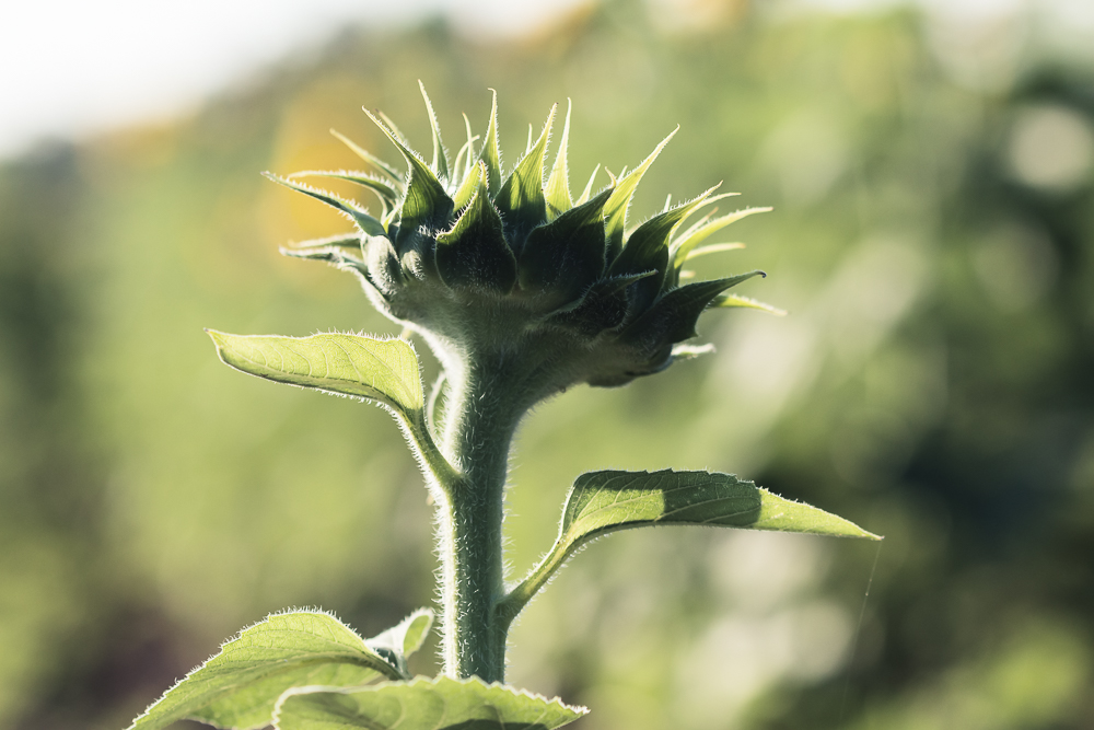 Grinter Sunflower Farm