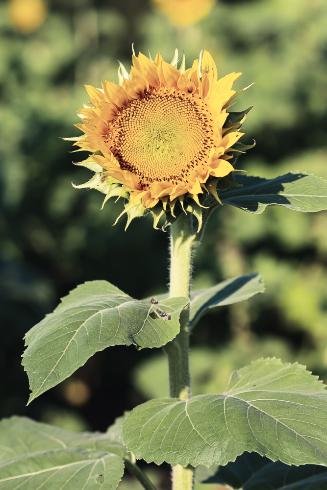 Grinter Sunflower Farm