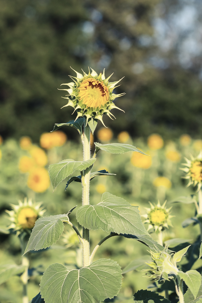 Grinter Sunflower Farm