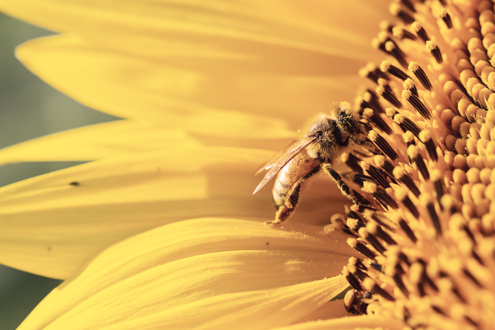 Grinter Sunflower Farm