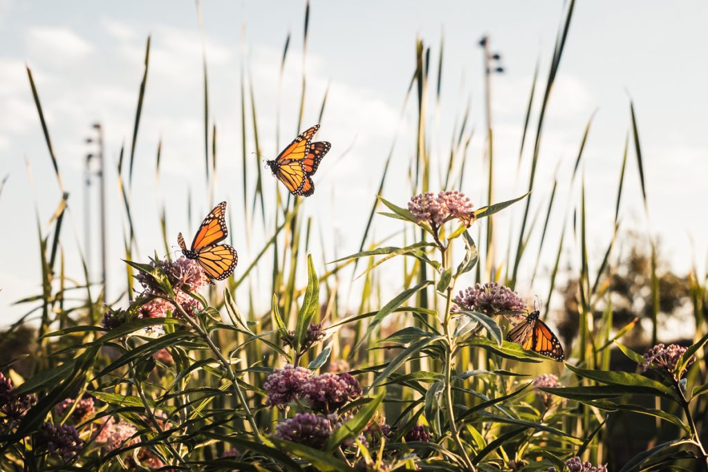 A Gathering Place for Monarchs
